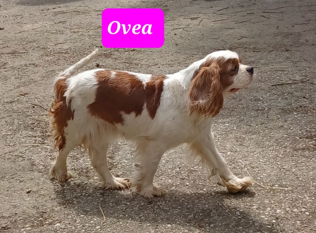 Les Cavalier King Charles Spaniel de l'affixe De La Tour Des Angelots