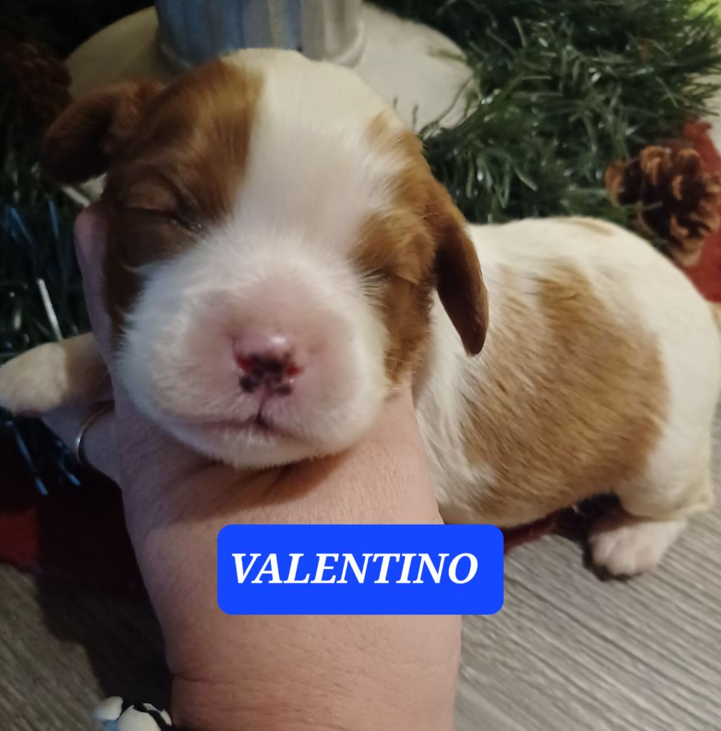 De La Tour Des Angelots - Chiot disponible  - Cavalier King Charles Spaniel