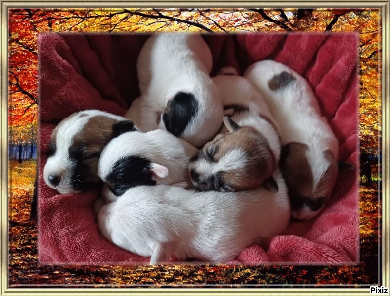 chiot Jack Russell Terrier De La Tour Des Angelots