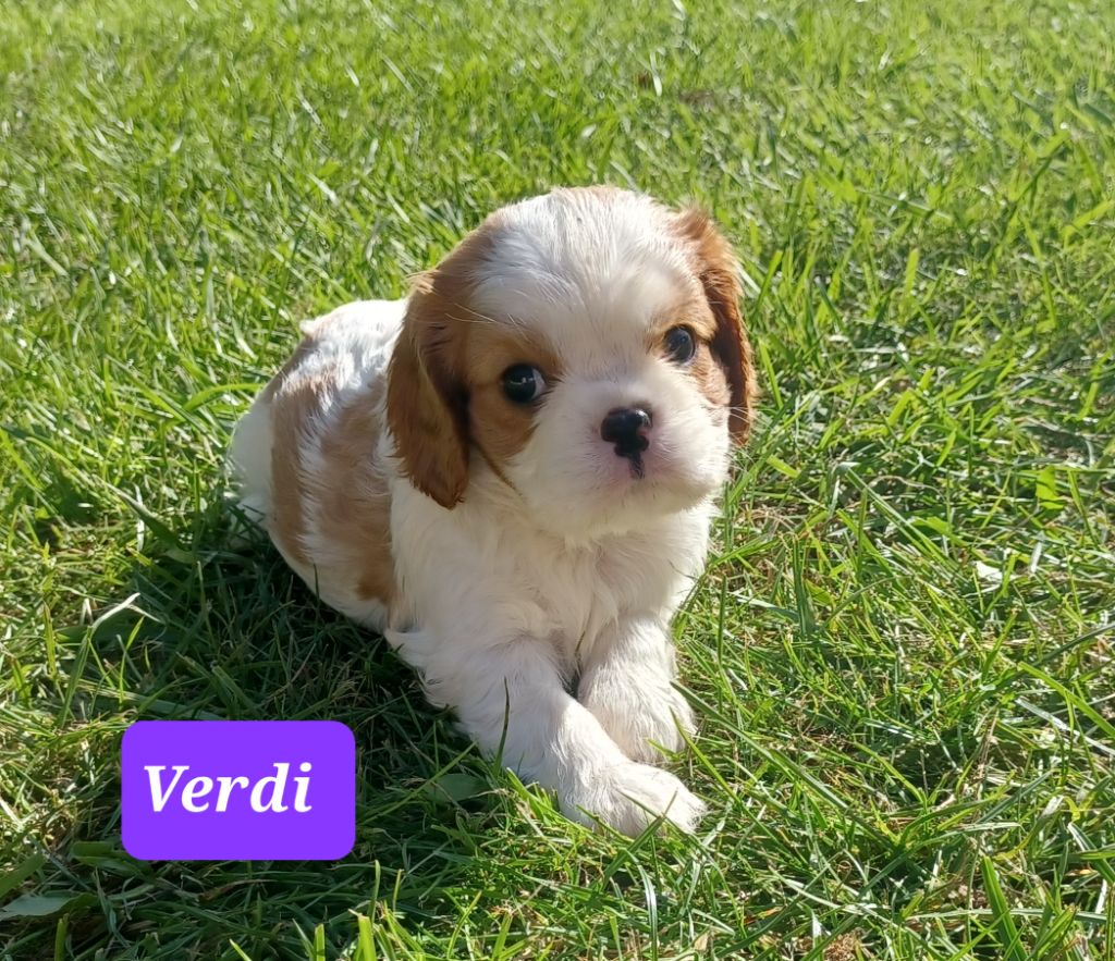 De La Tour Des Angelots - Chiot disponible  - Cavalier King Charles Spaniel