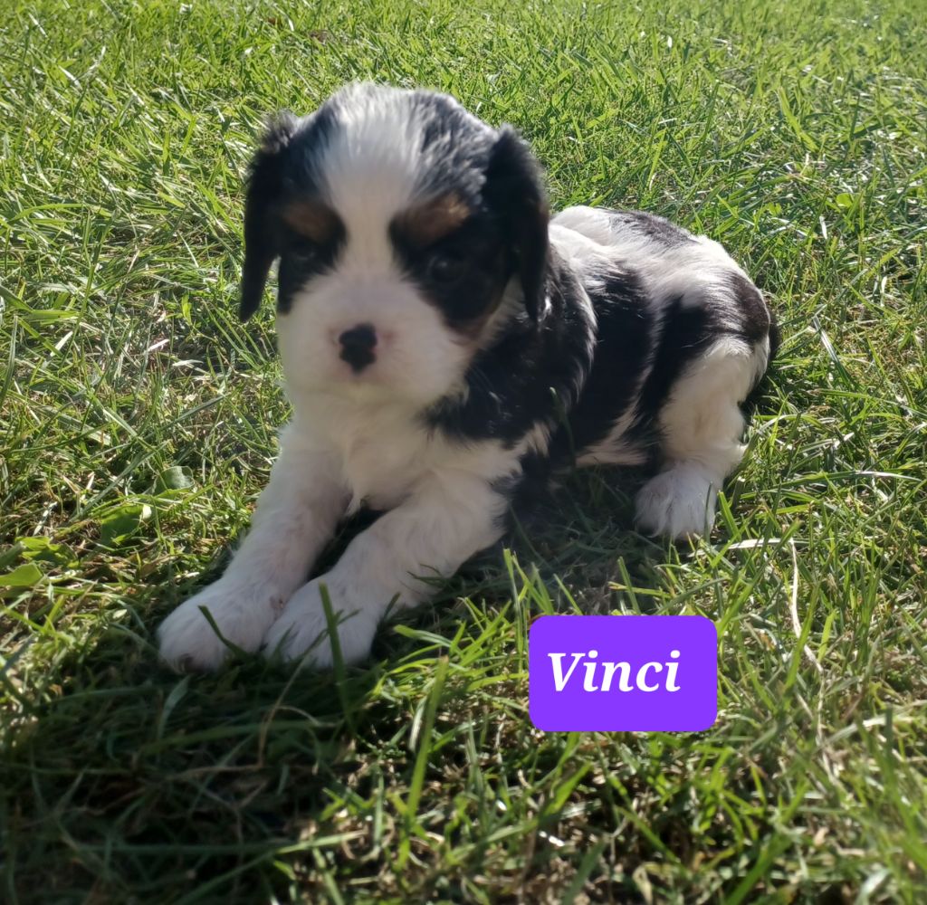 De La Tour Des Angelots - Chiot disponible  - Cavalier King Charles Spaniel