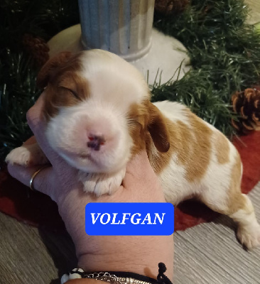 VOLFGAN