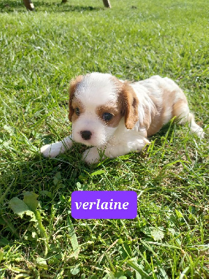 VERLAINE