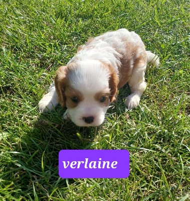 VERLAINE