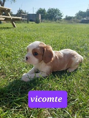 VICOMTE