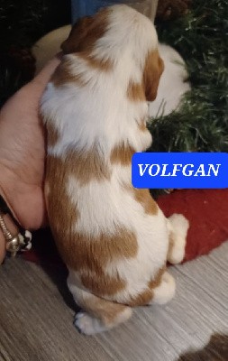 VOLFGAN