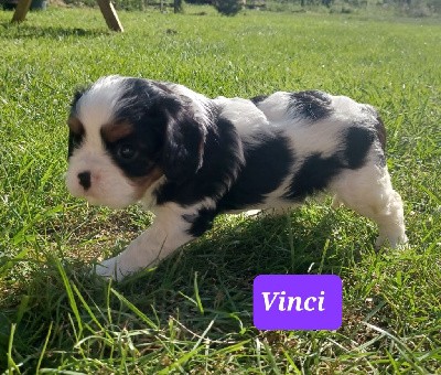 VINCI