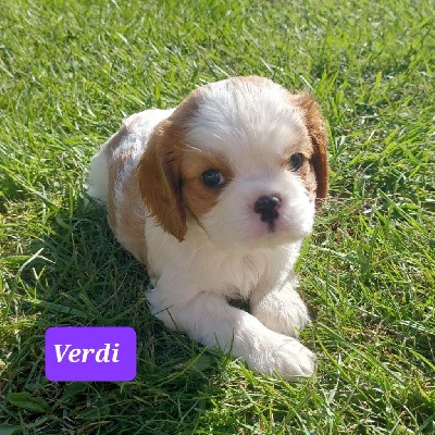 VERDI