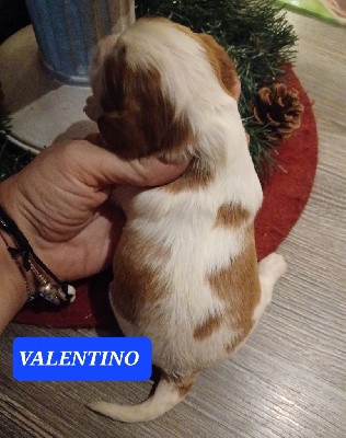 VALENTINO