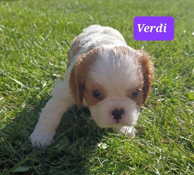 VERDI