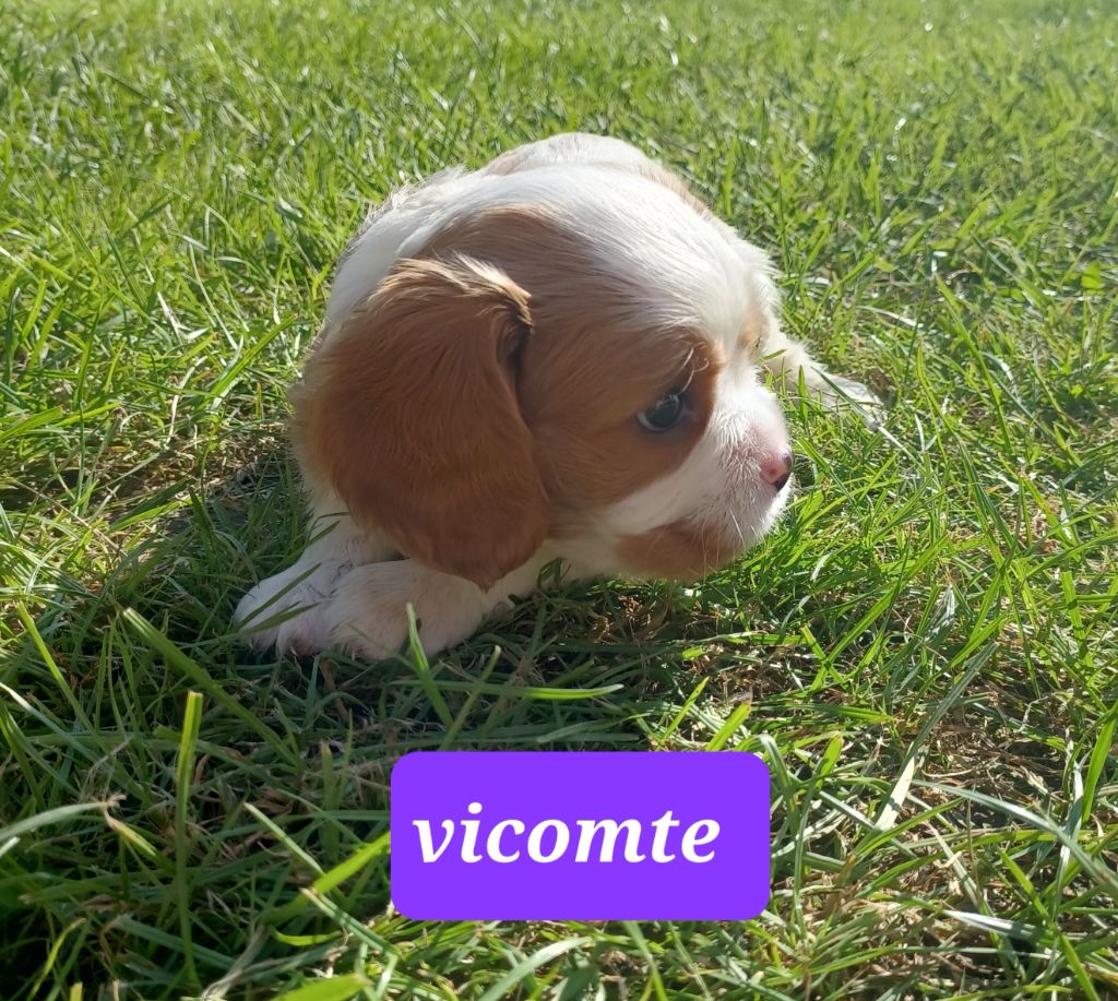 De La Tour Des Angelots - Chiot disponible  - Cavalier King Charles Spaniel