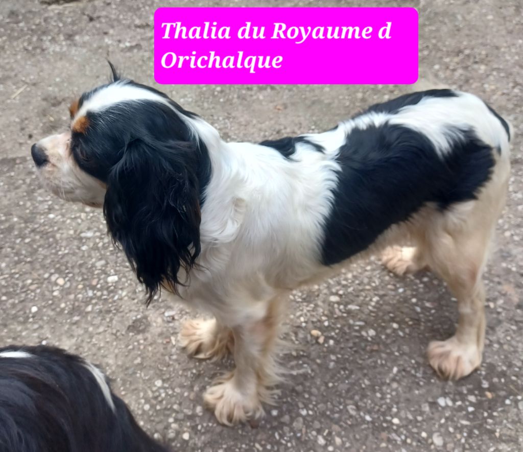 Thalia du royaume d 'orichalque