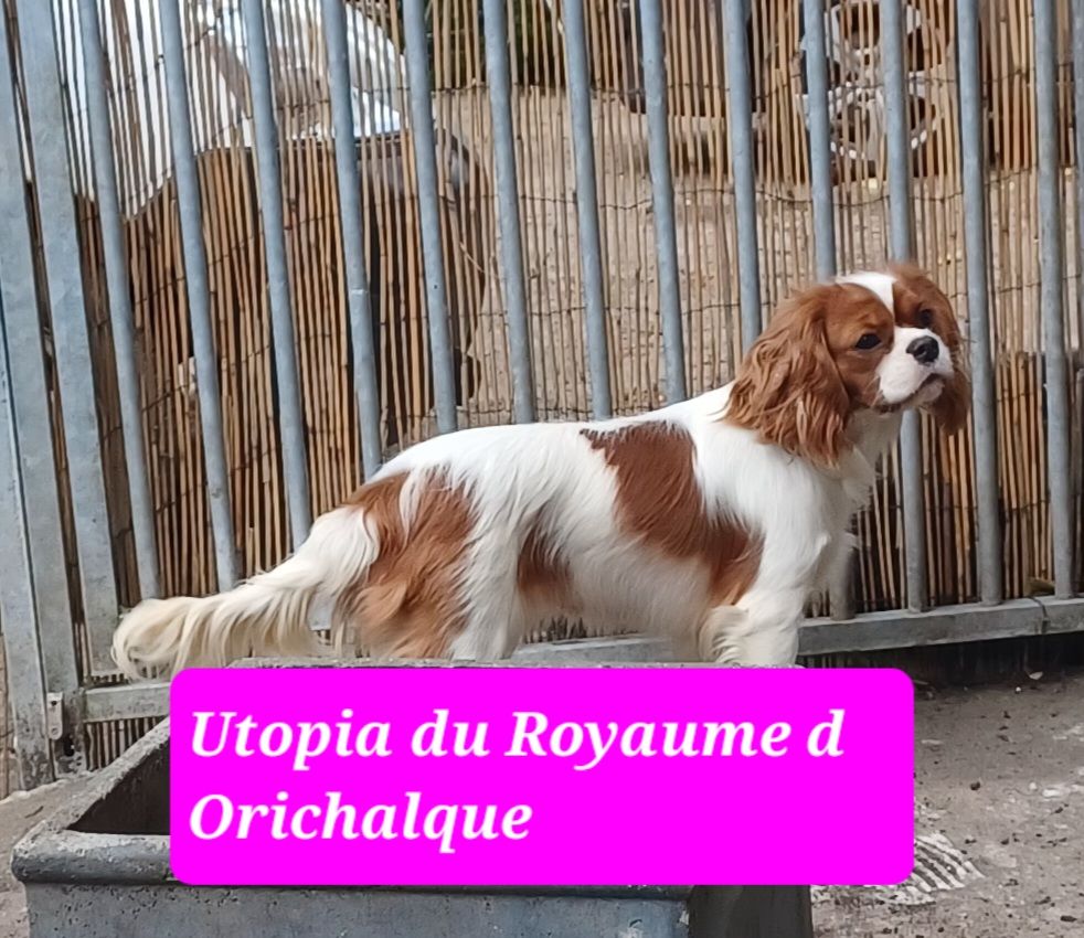 Utopia du royaume d 'orichalque