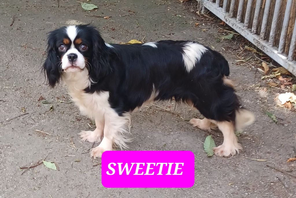 Sweetie du royaume d 'orichalque