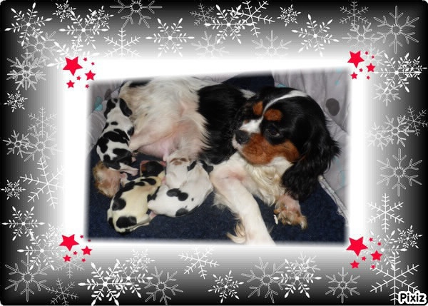 De La Tour Des Angelots - Cavalier King Charles Spaniel - Portée née le 09/12/2013