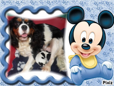 De La Tour Des Angelots - Cavalier King Charles Spaniel - Portée née le 06/12/2013