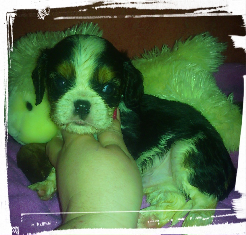 De La Tour Des Angelots - Cavalier King Charles Spaniel - Portée née le 03/03/2015