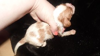 CHIOT