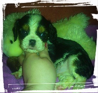 LECTER
